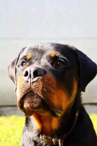 Canil Arcanine Locação de Cães de Guarda para Segurança, foto 2