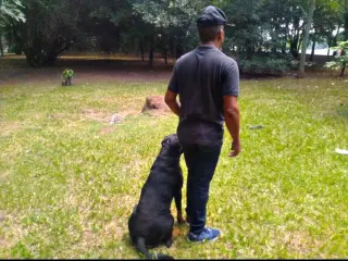 Canil Arcanine Locação de Cães de Guarda para Segurança, foto 7