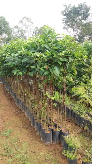 Gramas Área Verde, foto 2