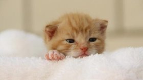 Foto: Nomes de Gato 2026: Guia Completo com Significados para Macho, Fêmea e Gatinhos