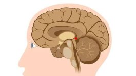 Benefícios da Suplementação de Melatonina: Uma Revisão Acadêmica.