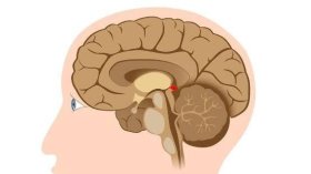 Foto: Benefícios da Suplementação de Melatonina: Uma Revisão Acadêmica.