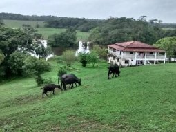 Foto FAZENDA DE BÚFALOS - CASTANHAL/PA